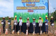 Tanah Laut Perkuat Produksi Jagung, Targetkan Kembali Jadi Sentra Utama Kalsel