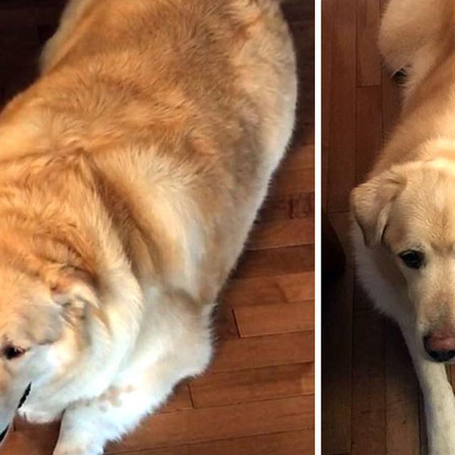 7 Foto Keren Anjing Obesitas Berjuang Turunkan Berat Badan Berlebihnya Citizen6 Liputan6 Com