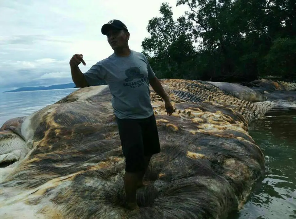 Bangkai hewan itu memiliki dua tulang terpisah seperti gading gajah yang menjurus ke depan dengan panjang sekitar 5 meter. (Liputan6.com/Abdul Karim).