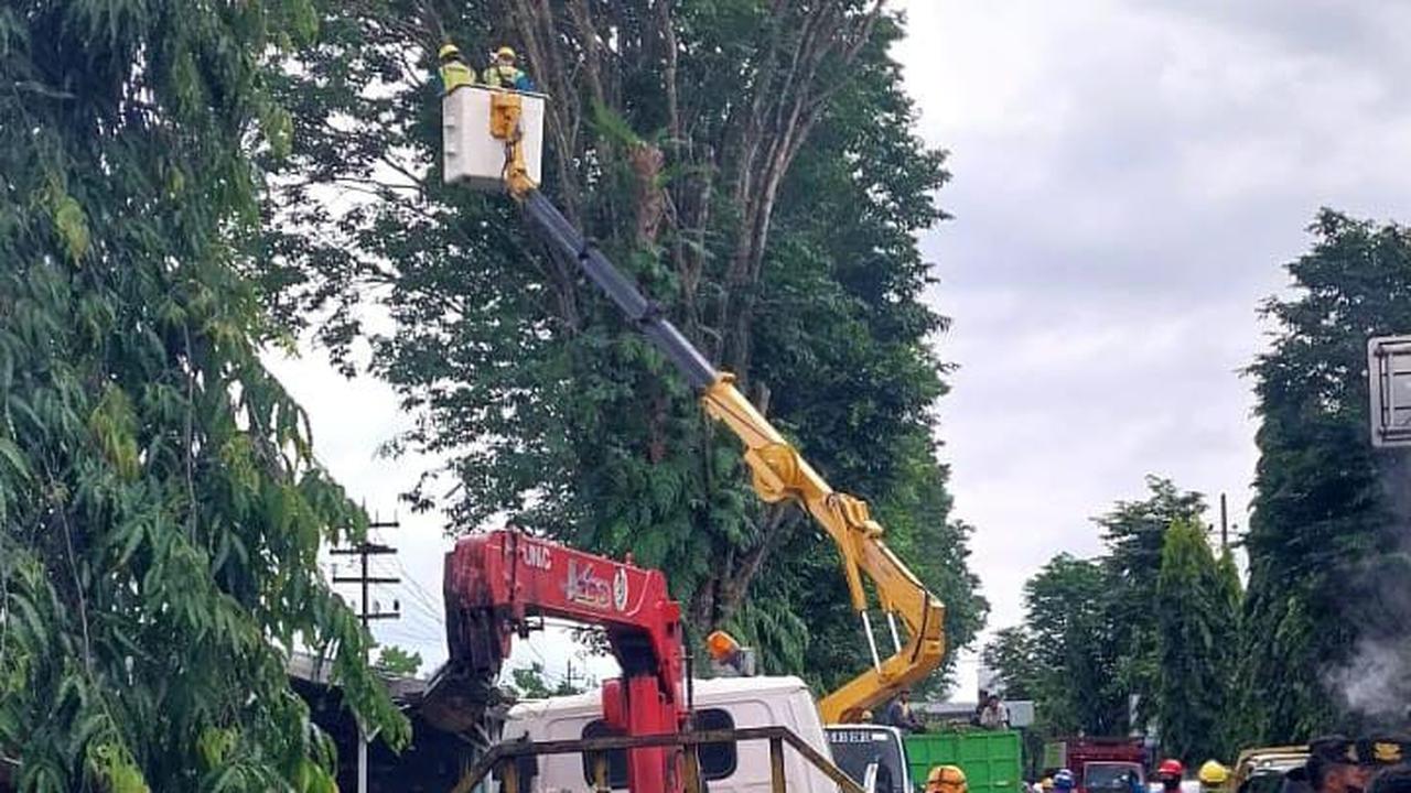 Proses pemangkasan pohon di sejumlah ruas jalan protokol di Kabupaten Jember untuk antisipasi cuaca ekstrem (Istimewa)