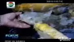 I Nyoman Semita sebagai dokter, mempunyai cara tersendiri untuk menghilangkan rasa jenuh sepulang bertugas dari rumah sakit. Di rumahnya di Jalan Nusantara, Jember, terdapat ribuan ikan koi berbagai jenis dan warna.