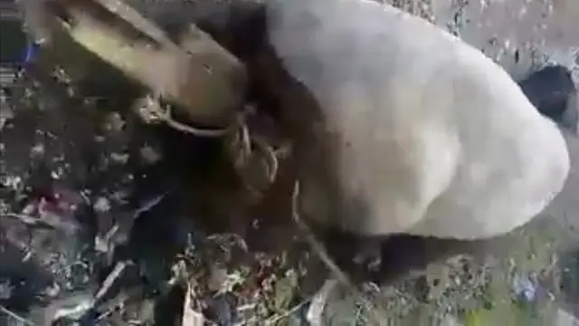 Tapir