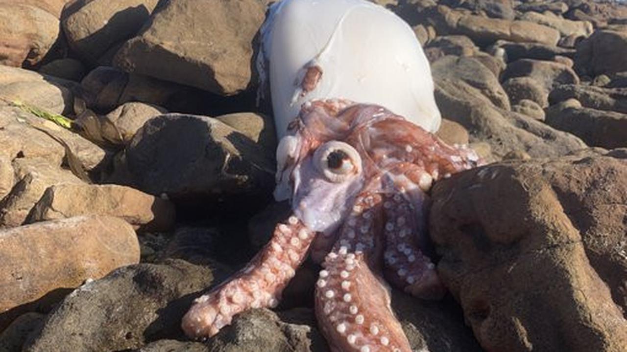 Bangkai cumi-cumi raksasa yang ditemukan di Pantai Scarborough, Afrika.