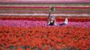 Seorang perempuan berpose untuk foto di ladang tulip dekat Grevenbroich, Jerman barat, pada 23 April 2021. Keberadaan hamparan bunga tulip dilahan seluas 100 hektare menjadi salah satu area budidaya bunga tulip yang terbesar di Jerman. (INA FASSBENDER / AFP)
