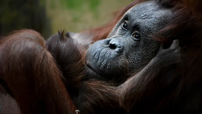 Bayi Orangutan Kalimantan