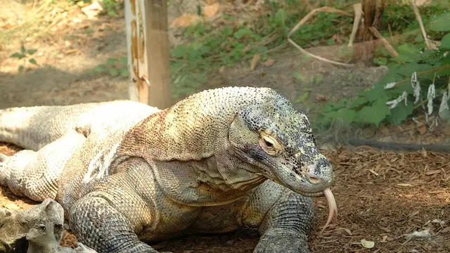 Ilustrasi komodo