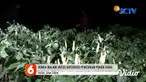 Para petani cabai di Desa Grabagan, Tuban, Jawa Timur, rela menahan dingin malam agar tanaman cabai mereka tidak dicuri lagi saat panen akan tiba 15 hari mendatang.