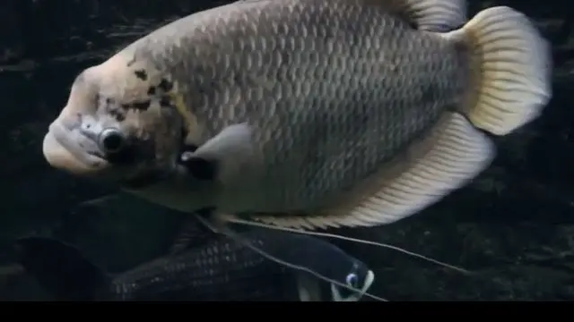 Jenis Ikan Gurame yang Cepat Besar dan Cepat Panen