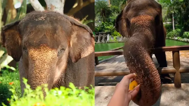Salam Perpisahan untuk Gajah Molly Bali Zoo yang Meninggal Setelah Tersapu Arus Sungai Cengceng