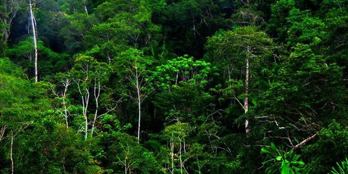 ilustrasi hutan hutan