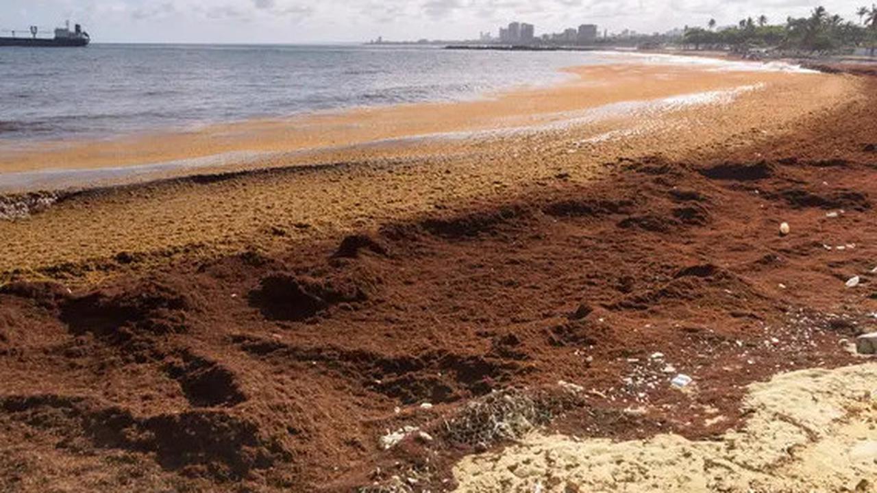 Peneliti Ungkap Makhluk Laut Ini Terlihat dari Luar Angkasa