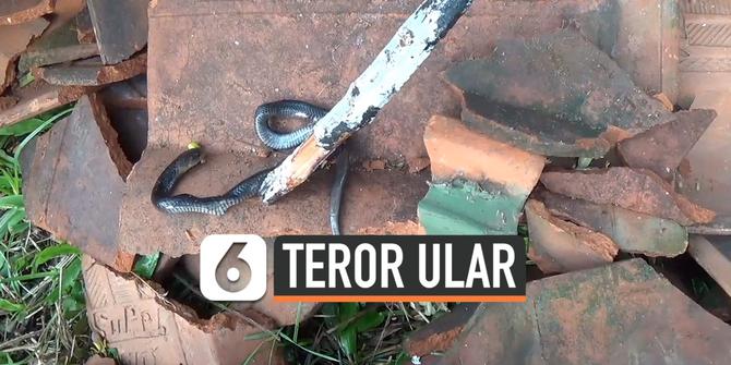 VIDEO: Puluhan Ular Kobra Resahkan Warga Citayam Bogor
