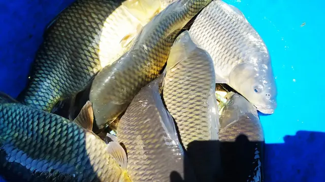 Beberapa ikan segar di salah satu lapak jualan ikan mas segar  di sekitar daerah Cicurug, Kecamatan Garut, Jawa Barat.
