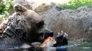 Seekor beruang menjilati es untuk mendinginkan diri selama gelombang panas di kebun binatang "Bioparco" di Roma, Italia (25/7). (AFP Photo/Tiziana Fabi)