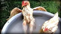 Pose Seksi Ayam Saat Berendam Bikin Ngakak Netizen