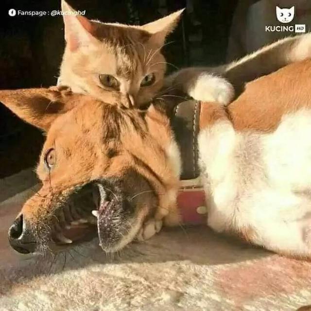 7 Potret Lucu Kucing saat Berkelahi dengan Anjing Ini Kocak
