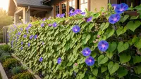 8 Tanaman Hias Berbunga Biru yang Unik untuk Taman Rumah