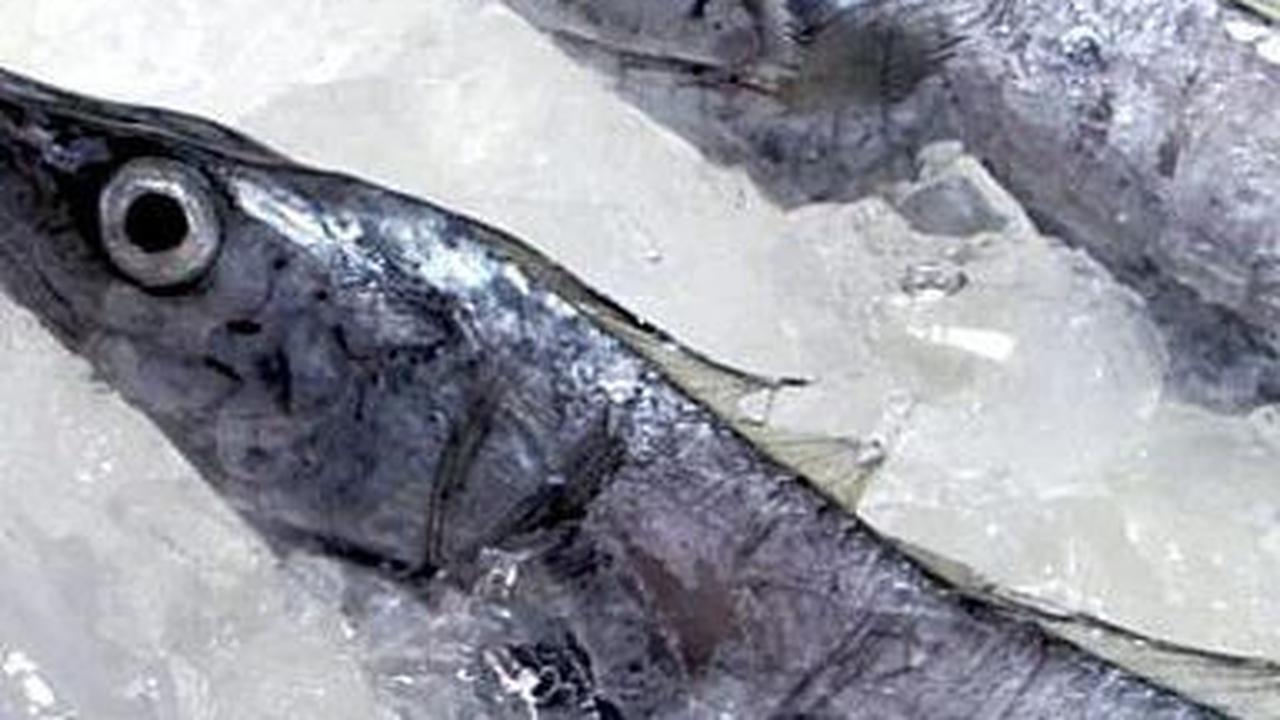 <b>Mengenal Ikan Layur</b>