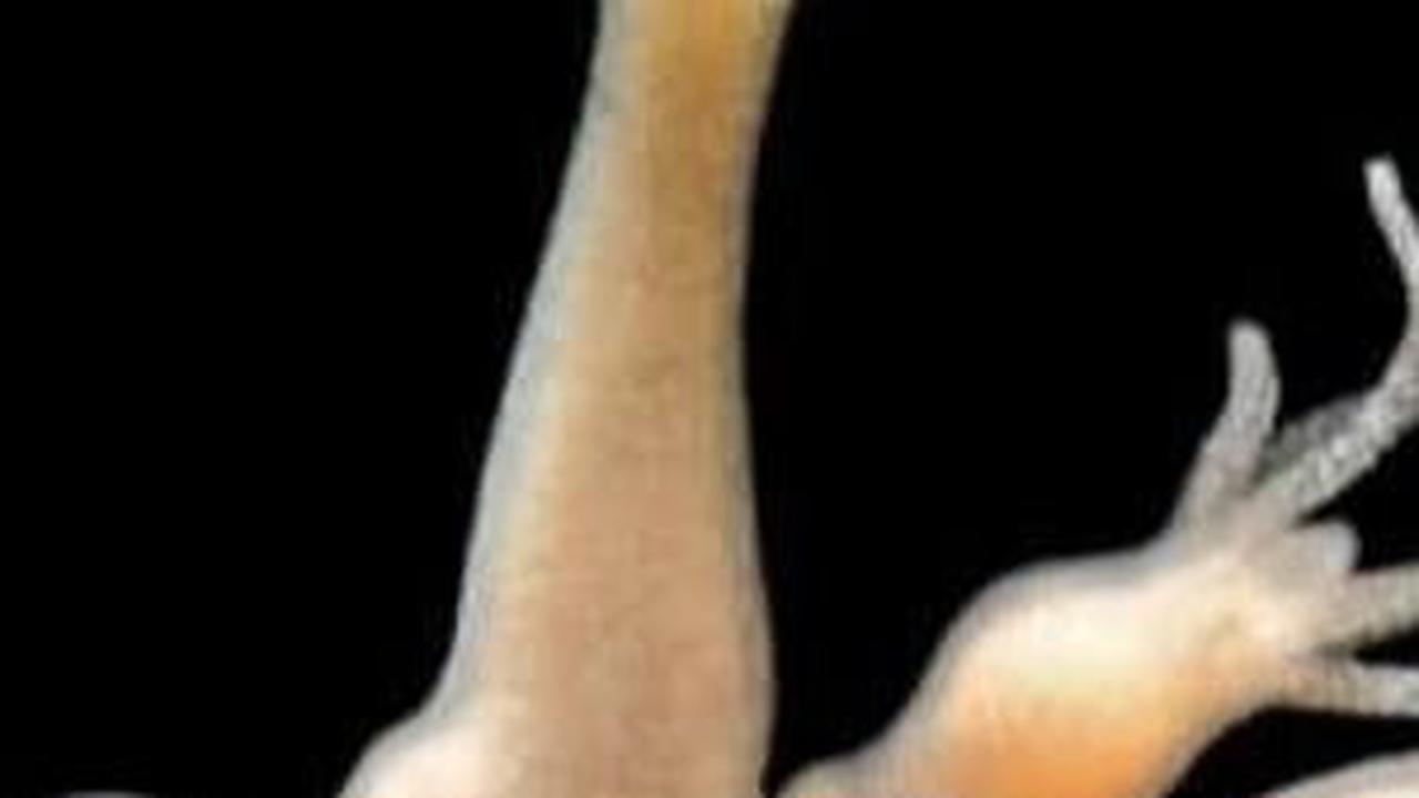 9. Hydra atau Ular Naga<br>