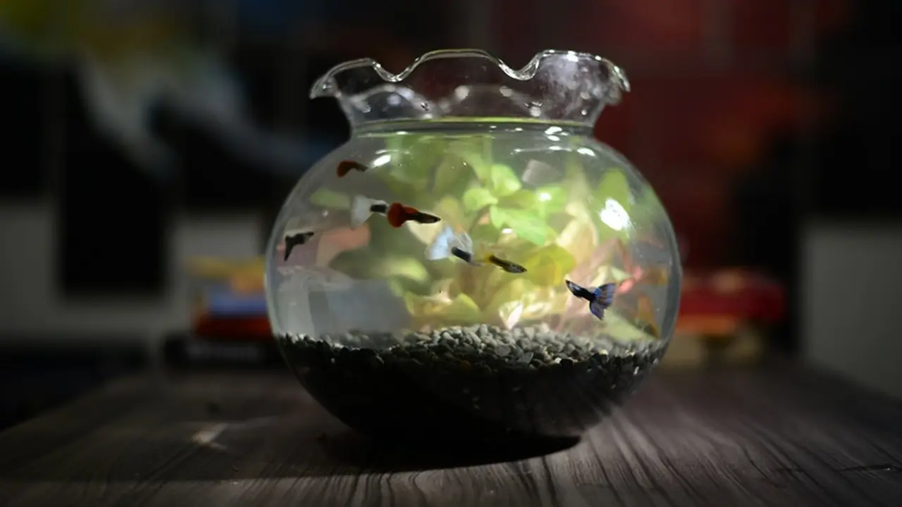Parsel Ikan Guppy Jadi Tren Baru Bingkisan Lebaran