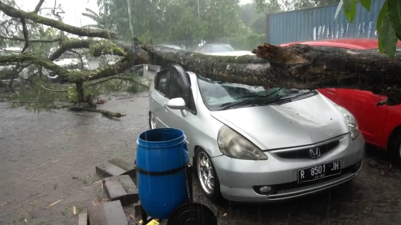 Mobil tertimpa pohon tumbang di Purwokerto. (Liputan6.com/Dok. Tagana BMS/Muhamad Ridlo)