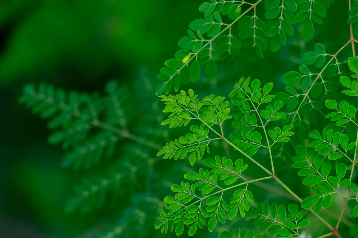 Kreasi Segar dan Sehat: 3 Resep Minuman Olahan Daun Kelor Sederhana