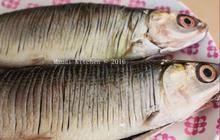 Tidak Perlu Dipresto, Ini Trik Siangi Ikan Bandeng Biar Terhindar dari Duri Tajam