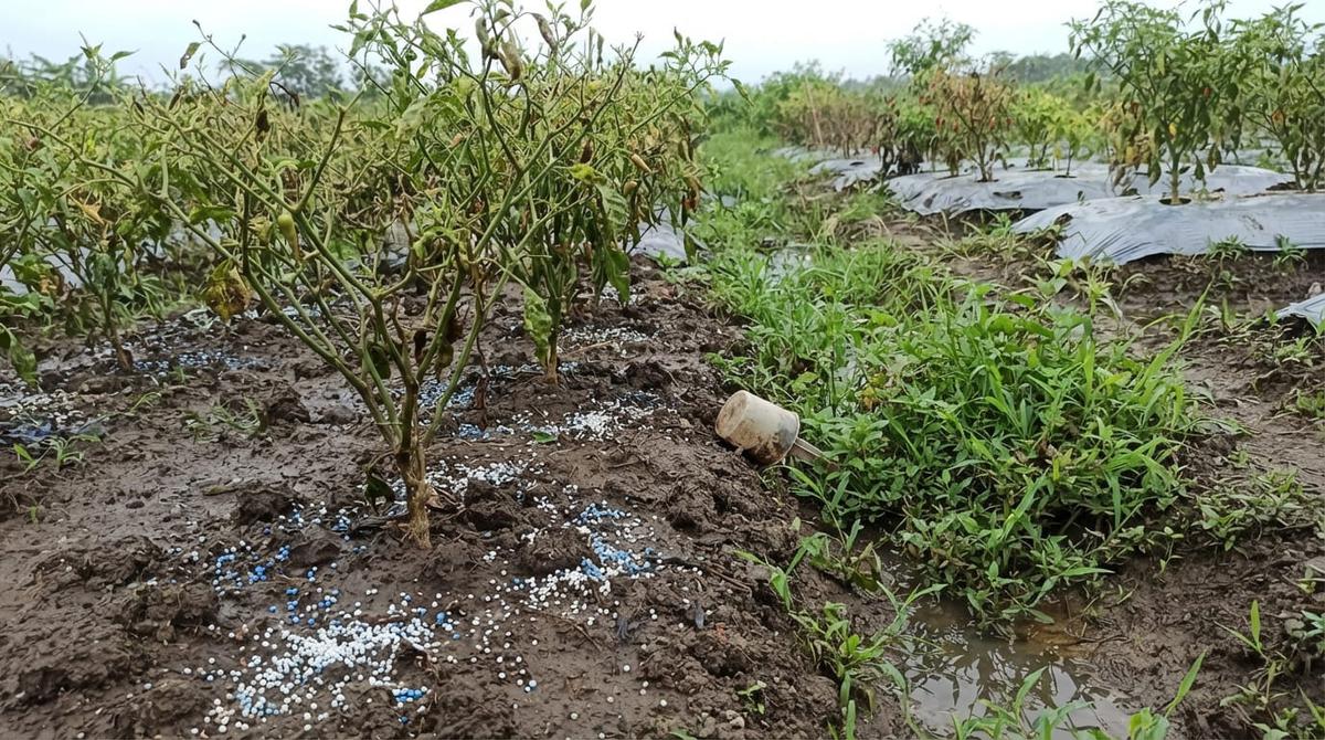 Kesalahan Memberi Pupuk pada Tanaman Cabai yang Justru Pohon Berbuah Sedikit