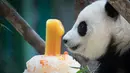 Seekor panda betina (tanpa nama) yang lahir di kebun binatang Malaysia tahun lalu melihat kue ulang tahun Ice-nya pada ulang tahun pertamanya di Kebun Binatang Nasional di Kuala Lumpur, Malaysia (14/1). (AP Photo/Vincent Thian)