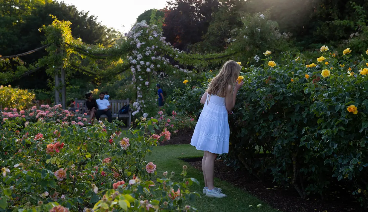 Anak perempuan mencium bunga-bunga mawar di Taman Bunga Ratu Mary di Regent's Park di London pada 25 Juni 2020. Inggris pada Kamis (25/6) mengalami hari terpanasnya tahun ini hingga sejauh ini, dengan suhu mencapai 33,3 derajat Celsius di Bandara Heathrow, menurut badan meteorologi. (Xinhua/Han Yan)