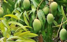 Rahasia Daun Mangga yang Jarang Diketahui, Ampuh Jaga Kesehatan dan Stabilkan Gula Darah