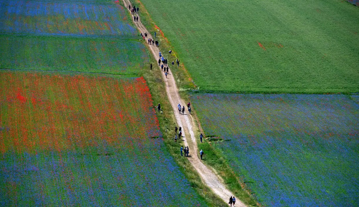 Wisatawan berjalan di tengah-tengah bunga yang sedang mekar dan ladang lentil di Castelluccio, sebuah desa kecil di wilayah Umbria, Italia tengah pada 6 Juli 2020. Setiap tahunnya antara Mei dan Juli, ribuan varietas bunga liar  bermekaran dan menjadi daya tarik wisatawan. (Tiziana FABI / AFP)