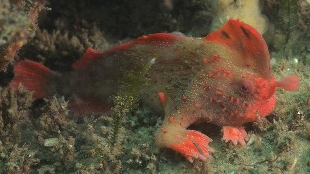 Video Ikan Langka Punya Tangan Dan Berjalan Dalam Air Global Liputan6 Com