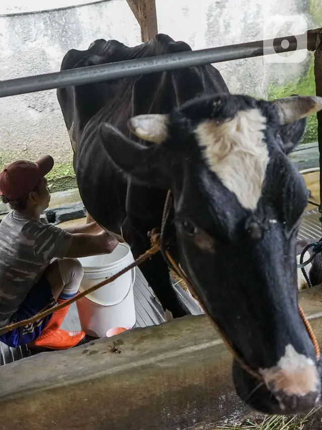 Produksi Susu Sapi Perah di Jakarta Tidak Terpengaruh PMK