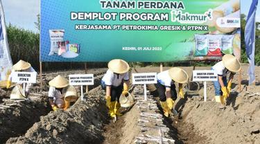 Pelaksanaan  Program Makmur kolaborasi antara PT Petrokimia Gresik dengan PT Perkebunan Nusantara (PTPN) X di Desa Purwokerto, Kecamatan Ngadiluwih, Kabupaten Kediri, Jawa Timur