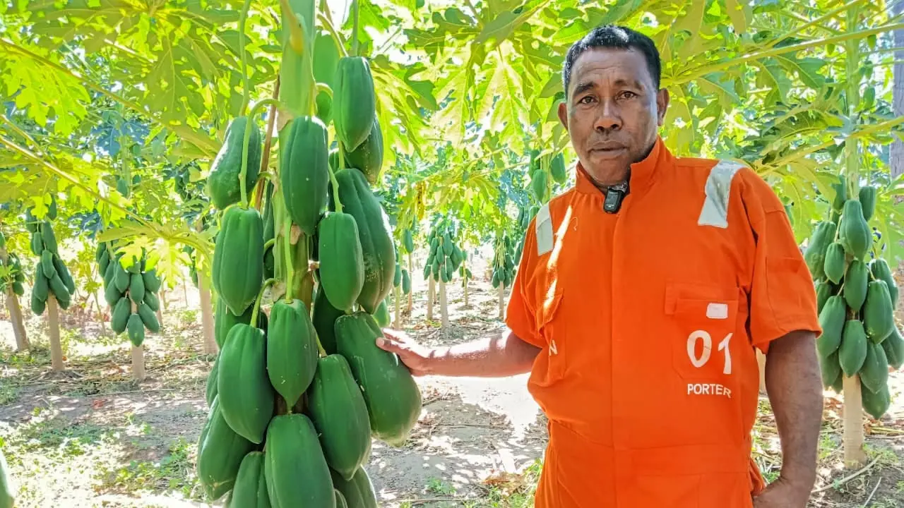 Buruh pelabuhan Mariono Marson sukses jadi petani pepaya