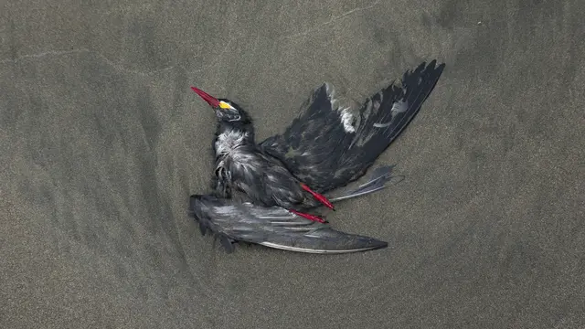 Belasan Ribu Pelikan Mati di Peru Akibat Flu Burung