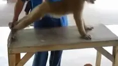 Lucu, seekor monyet telah dilatih untuk dapat melakukan ‘push up’ dan ‘sit up’ layaknya manusia penggemar kebugaran.