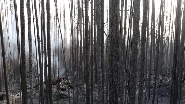 Ilustrasi kebakaran hutan 3 juta hektar di Siberia (AP via TASS)