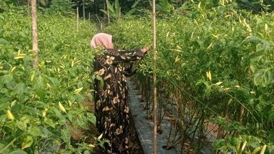 Musim Kemarau Jadi Berkah, Petani Cabai Lebak Raup Keuntungan Fantastis
