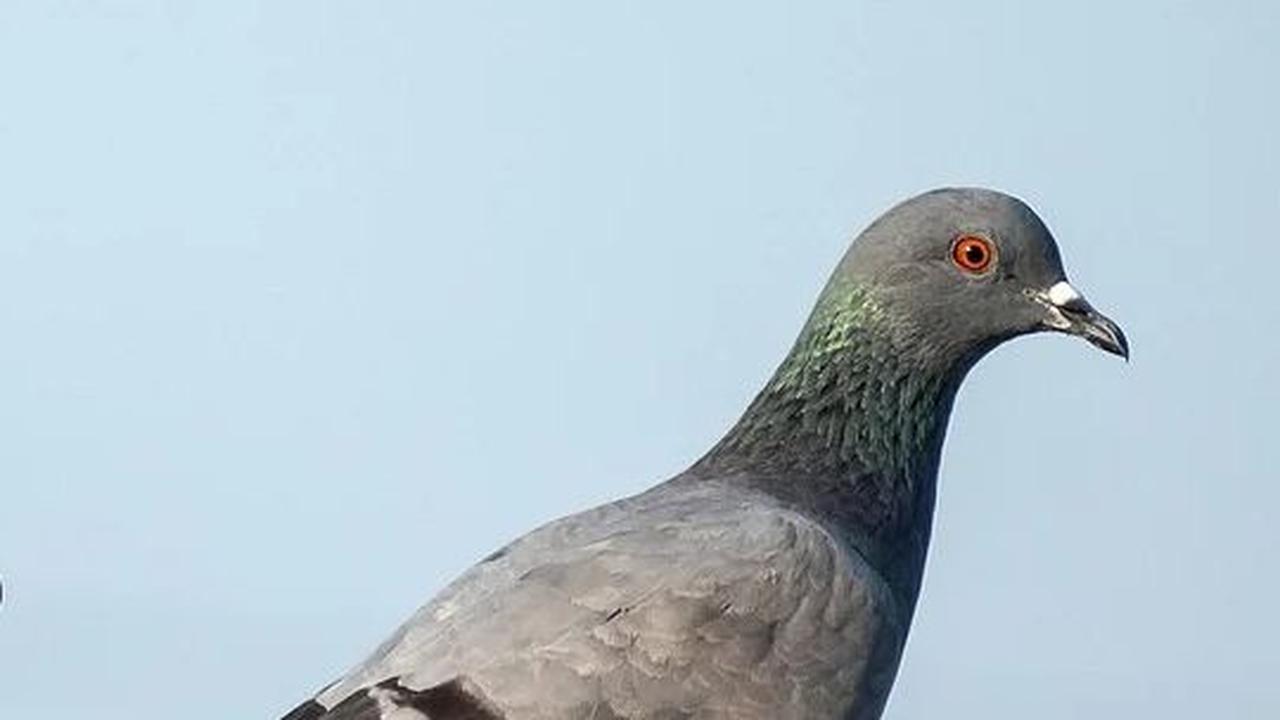 Keenam, Burung Merpati yang Juga Lambang Cinta