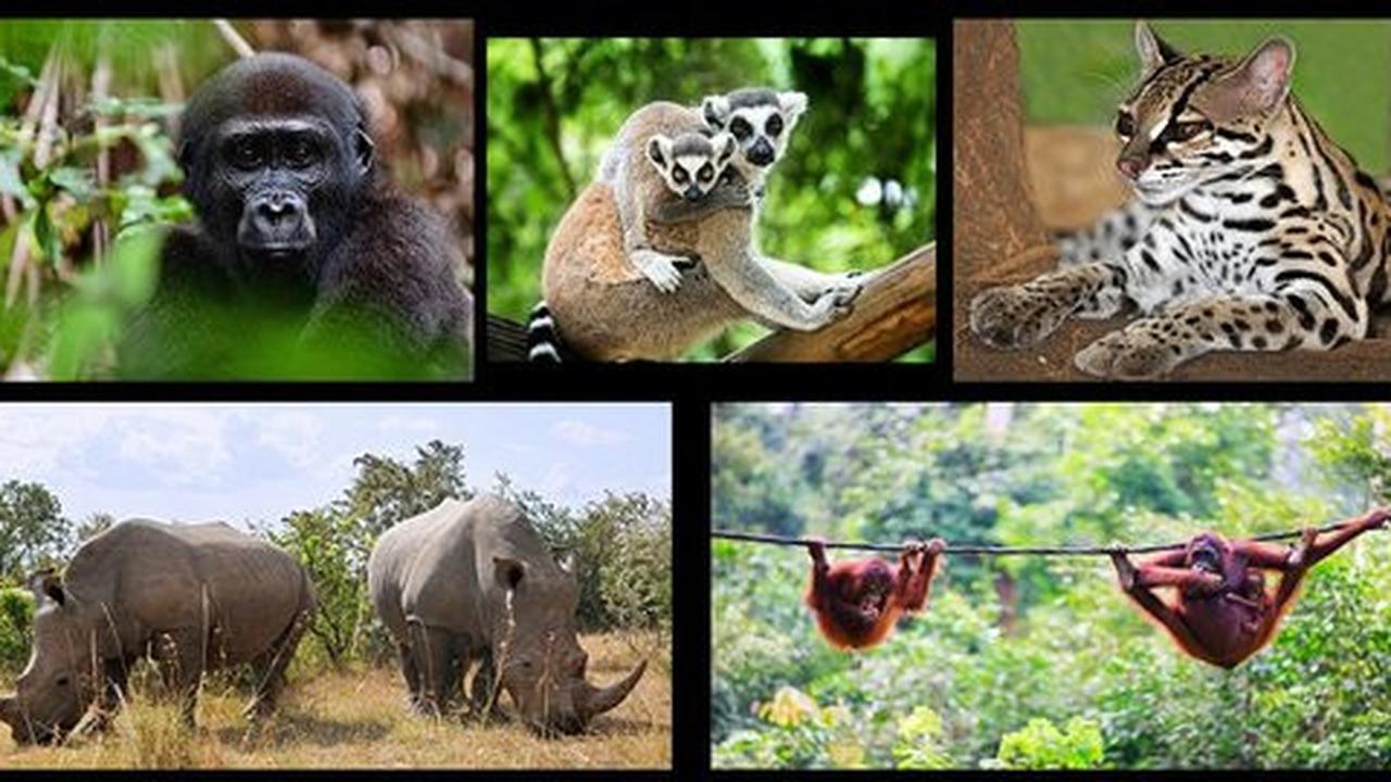 Ilmuwan: Kepunahan massal seperti era dinosaurus kembali terjadi!