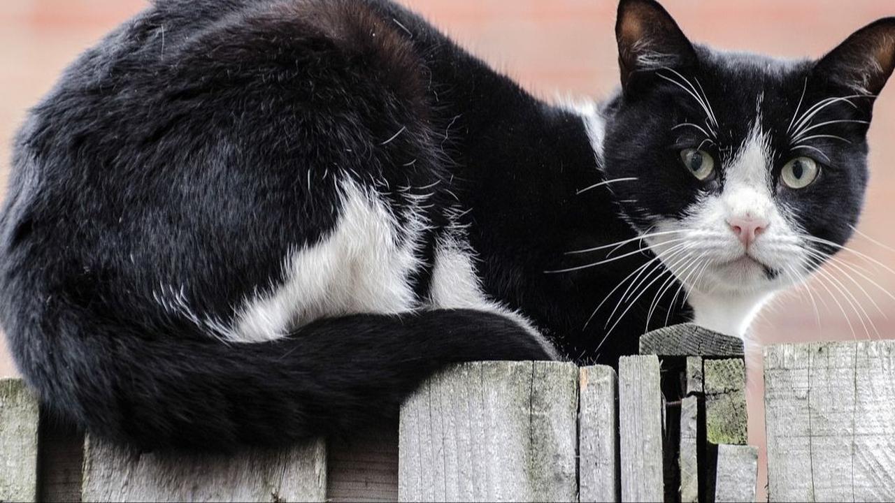 Fakta Kucing Hitam Putih