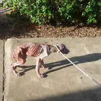 Anjing ditelantarkan tidak dikasih makan sampai sebulan dan dibiarkan sakit (foto : daily mail)