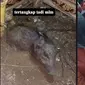 6 Video Amatir Penangkapan Diduga Babi Ngepet di Depok, Sudah Mati dan Dikubur (sumber: TikTok/istriorang41/nyaishabrinaofficial)