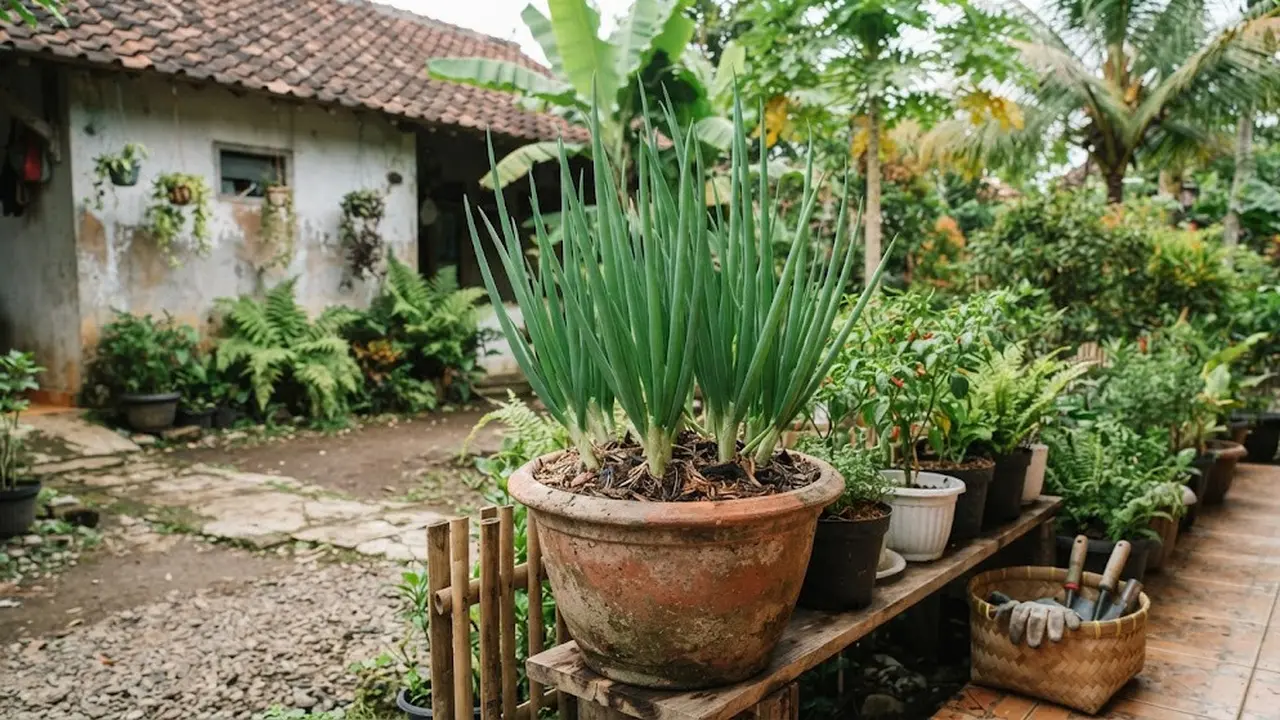 Cara menanam daun bawang welsh dari rumpun di pot terpisah