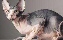 Lima Jenis Ras Kucing Termahal di Dunia, Nomor Satu Seharga Rumah Mewah