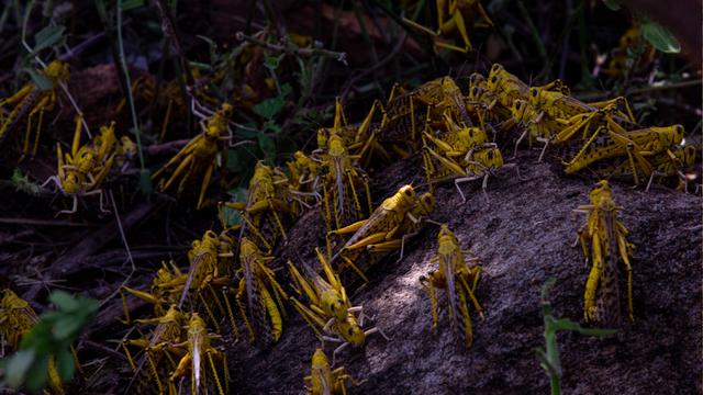 Cuaca Ekstrem, Belalang Gurun Serbu Kota Mwingi Kenya