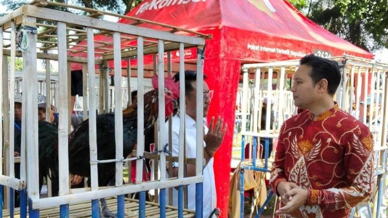 Fantastis! Harga Ayam Pelung Cianjur Bisa Tembus Puluhan Juta, Kontes Jadi Agenda Tahunan Pemkab