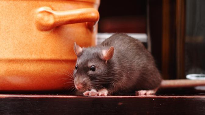 5 Cara Ampuh Usir Tikus Di Rumah Tanpa Ribet Dan Mahal Lifestyle Fimela Com